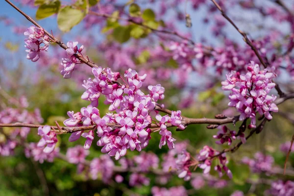 Pembe çiçekler Judas ağacı veya Cercis 