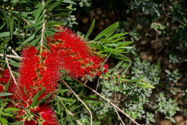 Fiori Rosa Eucalyptus Calophylla Albero Fiorito — Foto Stock