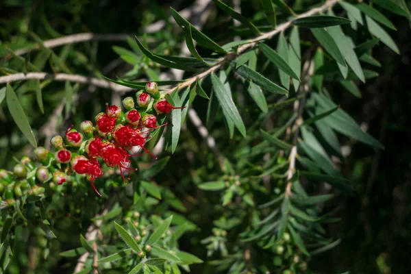 Fiori Rosa Eucalyptus Calophylla Albero Fiorito — Foto Stock
