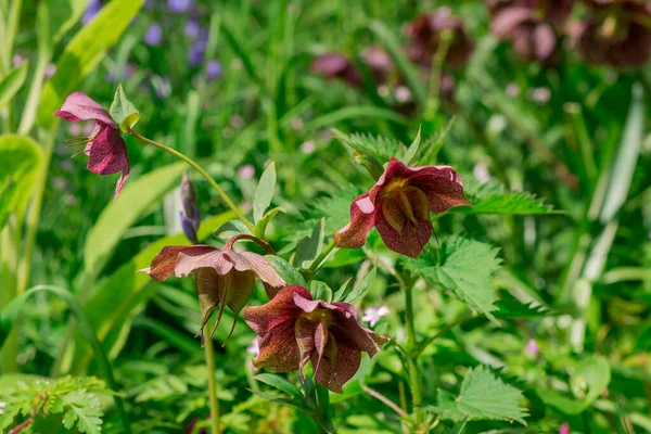 Pembe Hellebore (Helleborus niger) veya Noel Gülü çiçekleri 