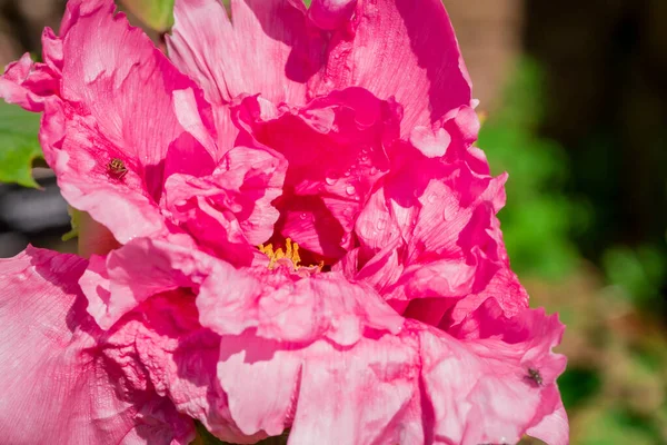 Рожеве Світло Фону Літніх Півоній — стокове фото