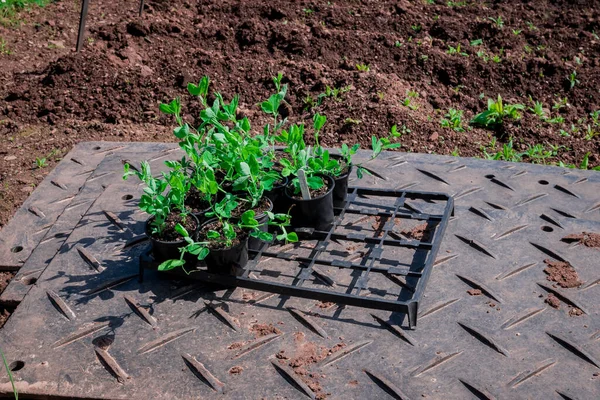 Plántulas Maceta Creciendo Vivero Plantas Invernadero — Foto de Stock
