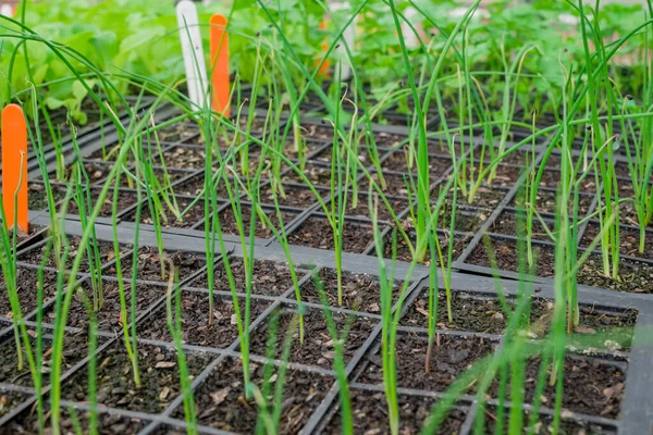 stock image Potted seedlings growing in a plant nursery Greenhouse 