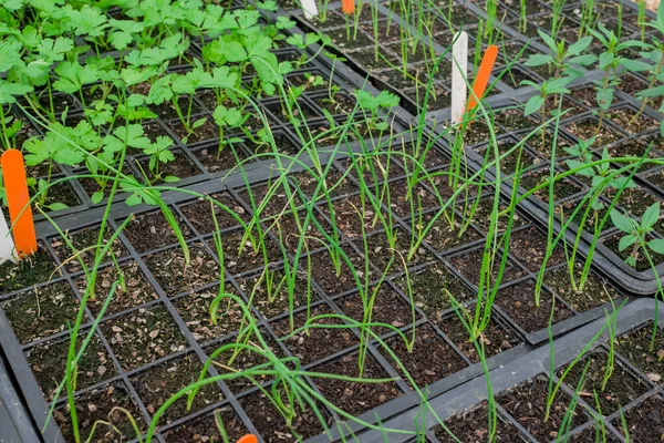 stock image Potted seedlings growing in a plant nursery Greenhouse 