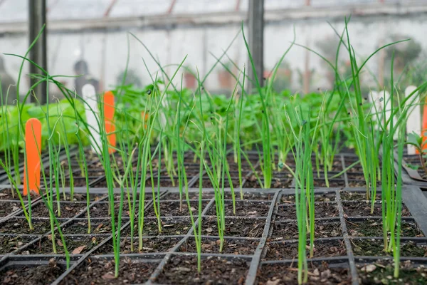 stock image Potted seedlings growing in a plant nursery Greenhouse 