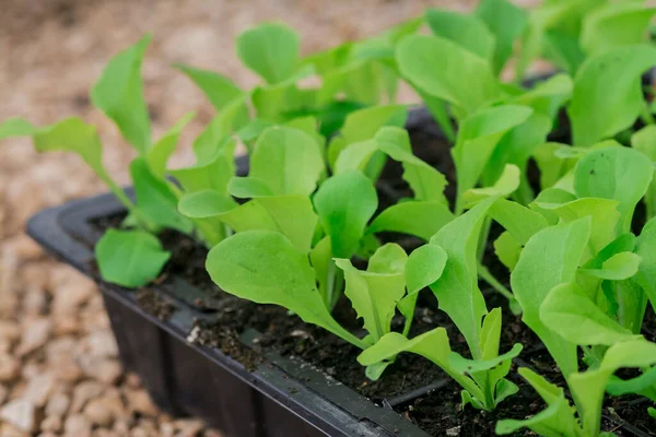 Potted Seedlings Groeiend Een Plant Kwekerij Kas — Stockfoto
