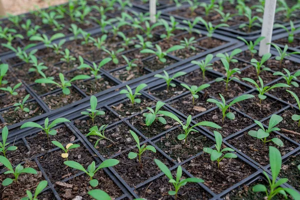 植物保育園で成長している鉢植えの苗温室 — ストック写真
