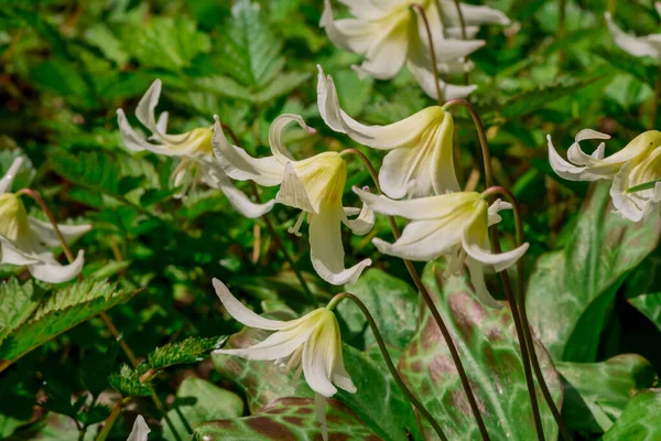 Bahar Kır Çiçeği Erythronium Yakın Çekim — Stok fotoğraf