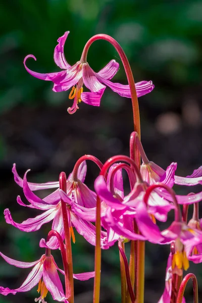Tavaszi Virág Vad Erythronium Közelről — Stock Fotó