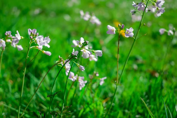 Ярко Окрашенные Весенние Цветы Erysimum Cheiri Cheiranth — стоковое фото