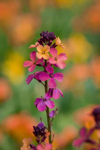 Jaskrawo Kolorowe Wiosenne Kwiaty Erysimum Cheiri Cheiranth — Zdjęcie stockowe