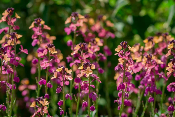 Flores Primavera Coloridas Erysimum Cheiri Cheiranth — Fotografia de Stock
