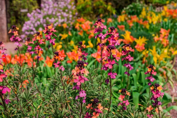 Erysimum Cheiri Cheiranth Parlak Renkli Bahar Çiçekleri — Stok fotoğraf