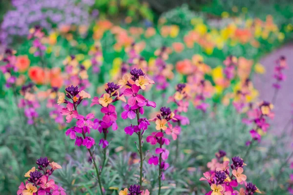 Světle Zbarvené Jarní Květy Erysimum Cheiri Cheiranth — Stock fotografie