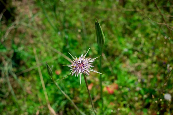 Tragopogon Porrifolius Fialové Květy Salzifikace — Stock fotografie