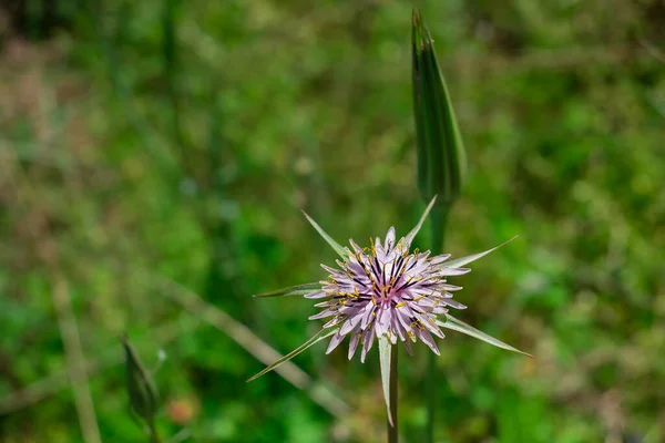 Tragopogon Porrifolius Fleurs Pourpres Salsifées — Photo