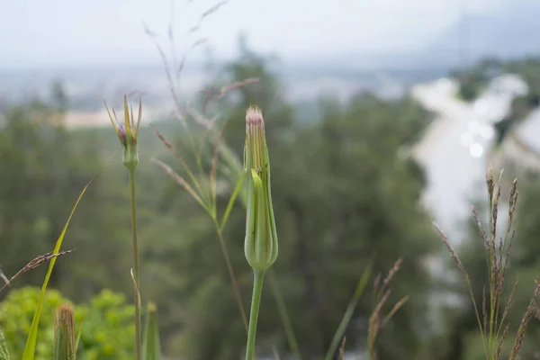 Tragopogon Porrifolius Fioletowe Kwiaty Salsefii — Zdjęcie stockowe