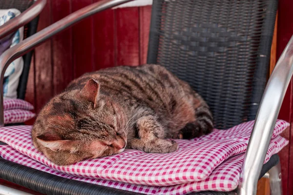 Gato Turco Sentado Tienda Turquía — Foto de Stock