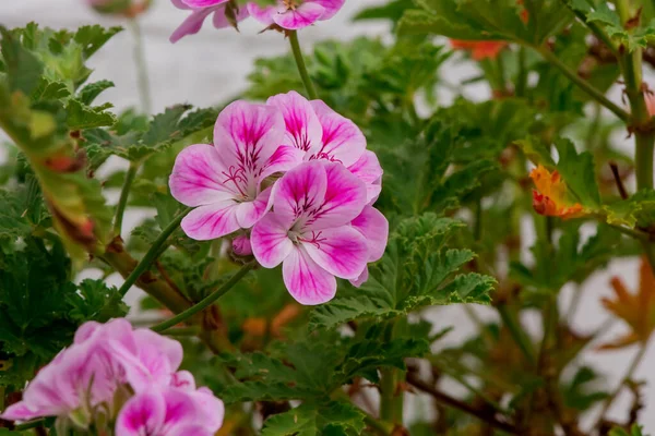 Два Розовых Цветка Герань Растет Висячей Корзине — стоковое фото
