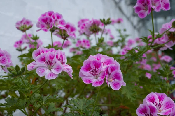 Dwa Różowe Kwiaty Geranium Rosnące Wiszącym Koszu — Zdjęcie stockowe