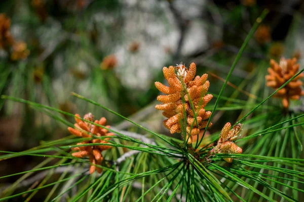 Young Sprig Pine Bloom Sprout Needles Spring Texture — Stock Photo, Image