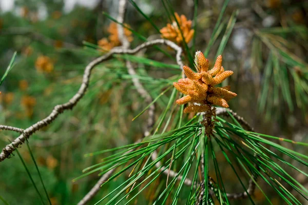 松の小枝を若い 花の芽 テクスチャ — ストック写真