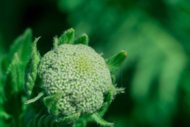 Bahar mevsiminde güzel kıllı bir Albizia Çiçeği