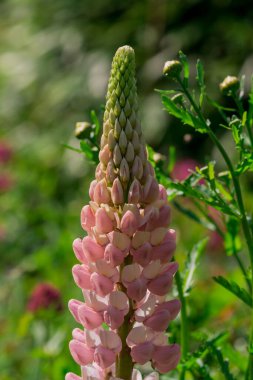 Parlak mavi lupin çiçeklerinin arka planı büyür 