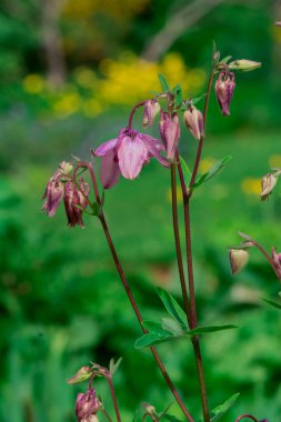 Aquilegia 'nın güzel narin çiçeği (büyükanne şapkası))