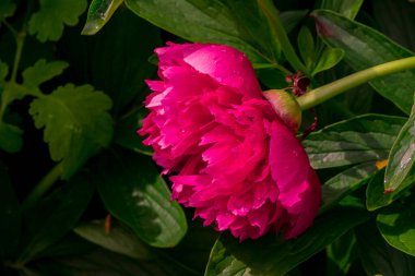 Bir kase güzel şakayık çiçeği, tamamen çiçek açmış..