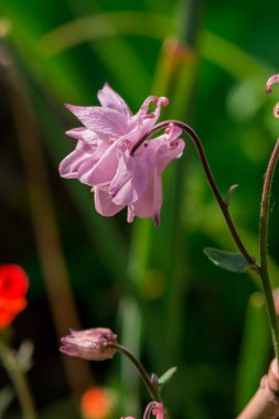 Aquilegia 'nın güzel narin çiçeği (büyükanne şapkası))