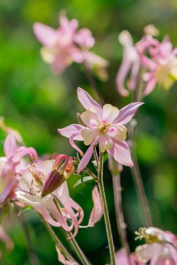 Aquilegia 'nın güzel narin çiçeği (büyükanne şapkası)) 