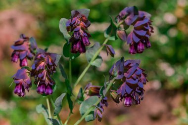 Büyük purpurpurascens mavi bal otu, yıllık bitki