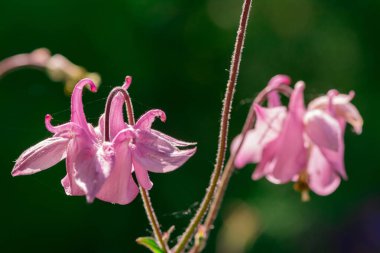 Aquilegia 'nın güzel narin çiçeği (büyükanne şapkası)) 