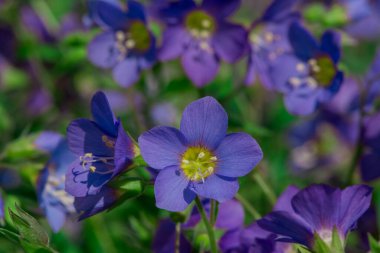 Polemonyum 'un mavi çiçekleri Bressingham Mor
