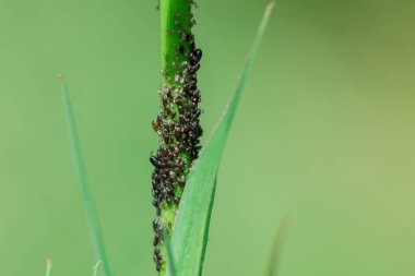 Yeşil yapraklı yaprak bitlerinin parazitleri. 