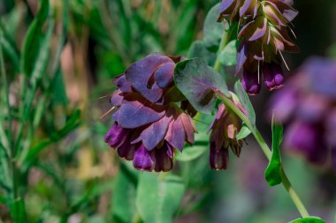 Büyük purpurpurascens mavi bal otu, yıllık bitki