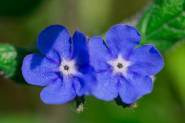 Myosotis alpestris - güzel küçük mavi çiçekler - unut beni