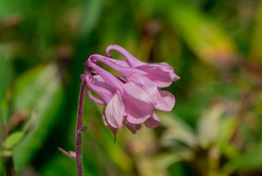 Aquilegia 'nın güzel narin çiçeği (büyükanne şapkası))