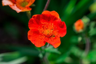 çayır çiçek haşhaş çiçekleri