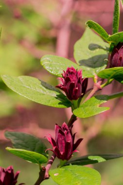 Daldaki küçük kırmızı manolya çiçekleri