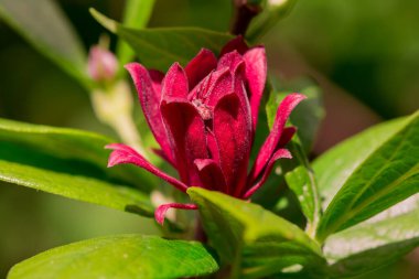 Daldaki küçük kırmızı manolya çiçekleri