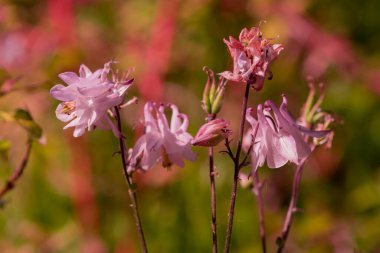 Aquilegia 'nın güzel narin çiçeği (büyükanne şapkası))
