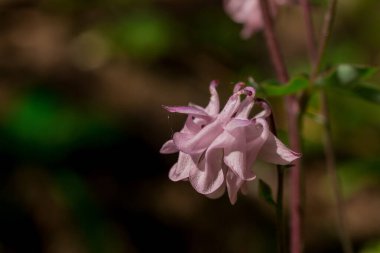 Aquilegia 'nın güzel narin çiçeği (büyükanne şapkası))