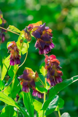 Büyük purpurpurascens mavi bal otu, yıllık bitki