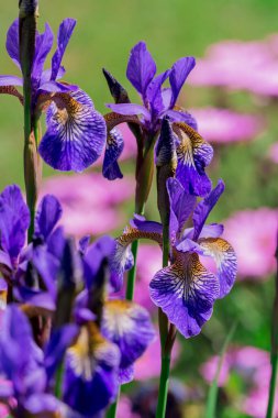 mavi gözü önünde yeşil yaprakları çiçek