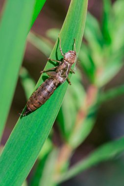 Güney Hawker Exuviae - Aeshna siyanea Boş Larva vakası