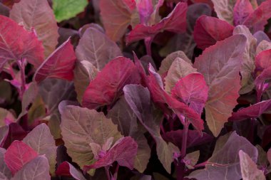 Taze mor bahçe Orache, Atriplex hortensis veya Fransız ıspanağı