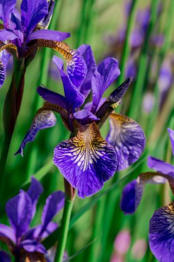 mavi gözü önünde yeşil yaprakları çiçek