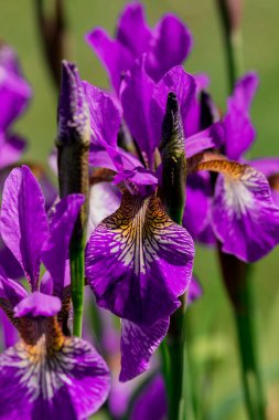 mavi gözü önünde yeşil yaprakları çiçek